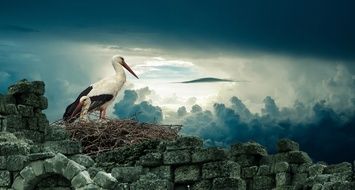 Stork Nest