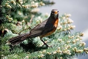 detailed photo of robin bird in the wildlife