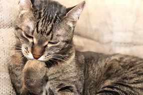 cat washes