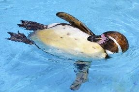 little penguin bathes