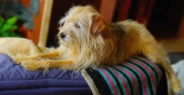 hybrid brown Dog relaxed