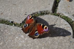 Beautiful colorful butterfly on the ground