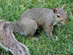 gray squirrel among green grass