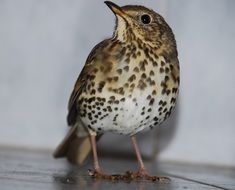 picture of the Turdus Philomelos Bird