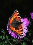 little fox butterfly on the purple flower