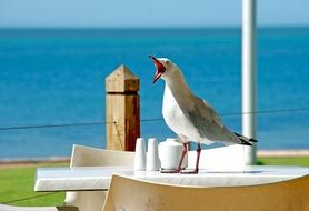 gull open beak