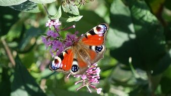 spring butterfly on a flower