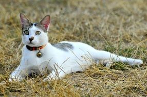 white domestic Cat on grass