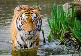 striped tiger in water