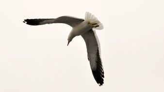 Seagull in flight drawing