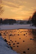 ducks on the lake at sunset in winter