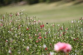 Meadow Grass Flowers