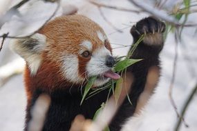 Cuddly orange Panda close-up on blurred background