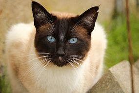 portrait of a siamese cat outdoor