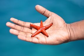 Starfish Hand