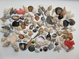 Mussels Marine Gastropods on white desk