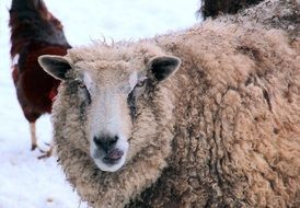 white sheep in the farmyard