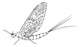 Ephemera Blades as sketch