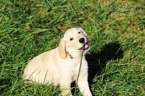 cute Golden Retriever Puppy