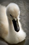 a baby swan swim in the water