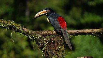 jungle bird in Costa Rica