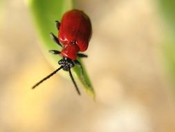 red Insect on Leaf, Macro