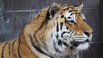 lovely Tiger Portrait