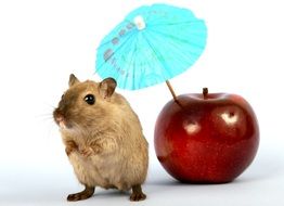 picture of hamster and Apple with umbrella