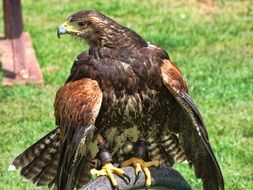 beautiful eagle with sharp claws on a chain