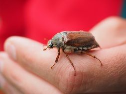 chafer on the hand