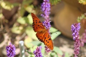 Orange Butterfly sits on Purple flowers close-up on blurred background