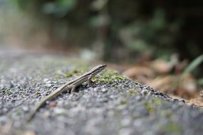 little sand lizard