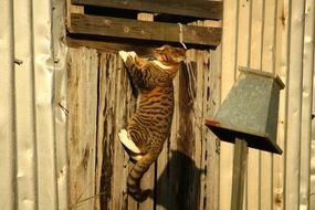 cat climbs a wooden wall