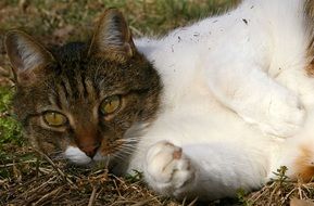 home brown white cat is resting