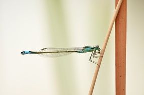 sitting dragonfly