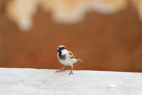 male Sparrow at blur background