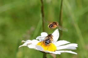 two bees on a daisy close up