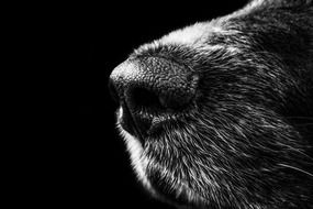 black and white photo of dog nose