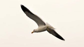 seagull with open wings on a white background