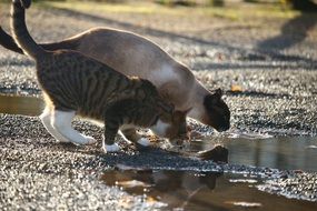two cats drink water from a puddle