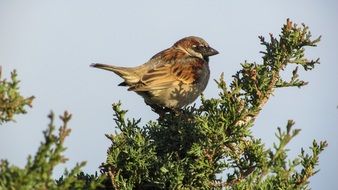 sparrow on an evergreen plant in a national park in Cyprus