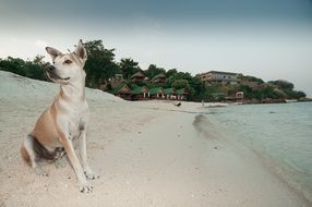 Dog sits on Beach at evening