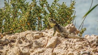 lizard in the wildlife of cyprus