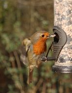 robin bird near the feeding trough