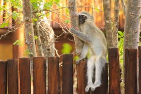 Monkey in South Africa