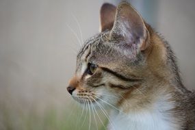profile portrait of a domestic cat
