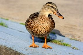 duck on a blue wooden path