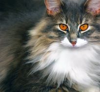 magnificent cat with bright expressive eyes