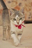 Kitten walking on a bed