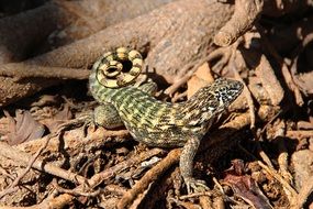 photo of the lizard in cuba